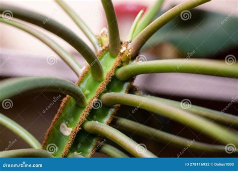 madagascar jewel plant poisonous.